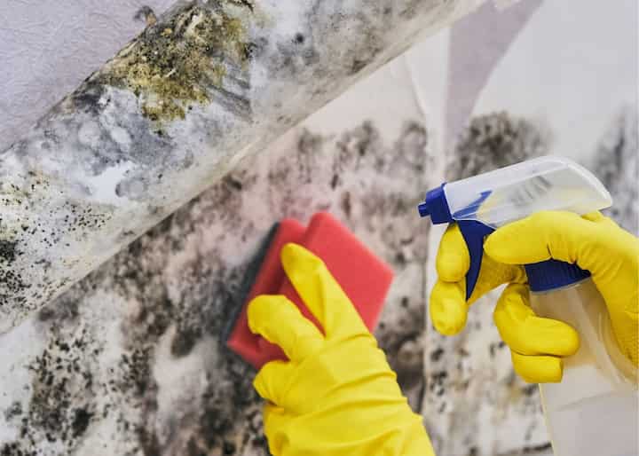 mold remediation Columbus OH
