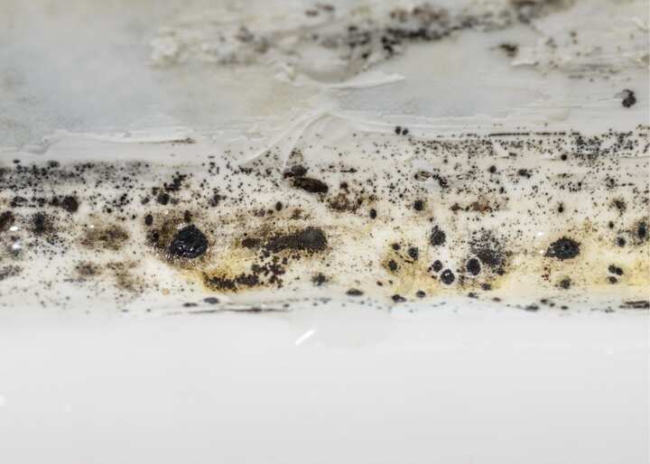 mold Columbus OH