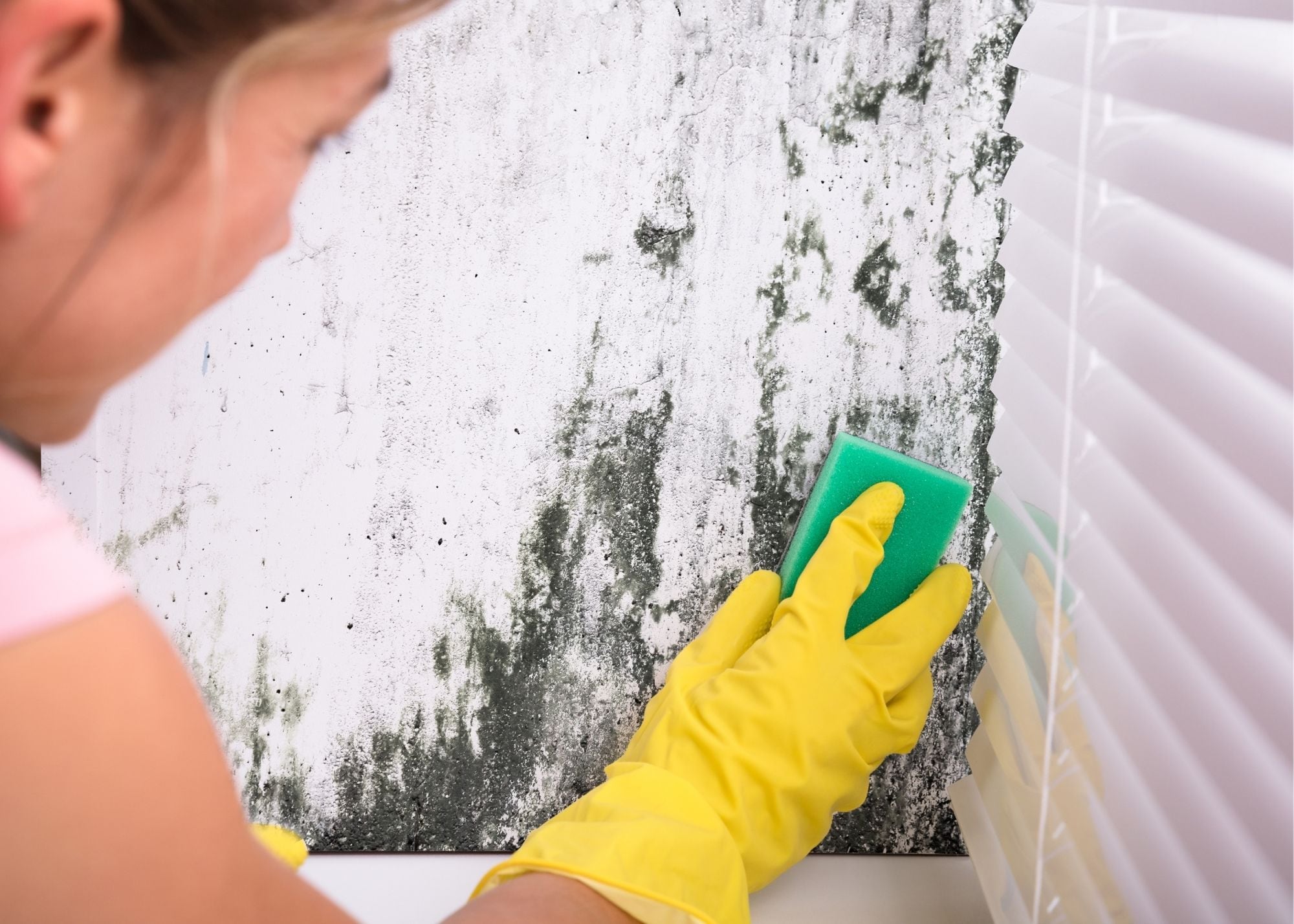 mold removal in Columbus OH