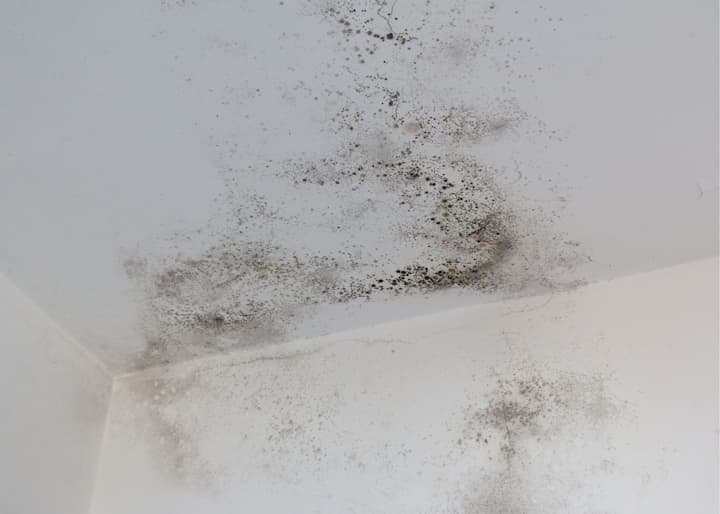 mold company Columbus OH