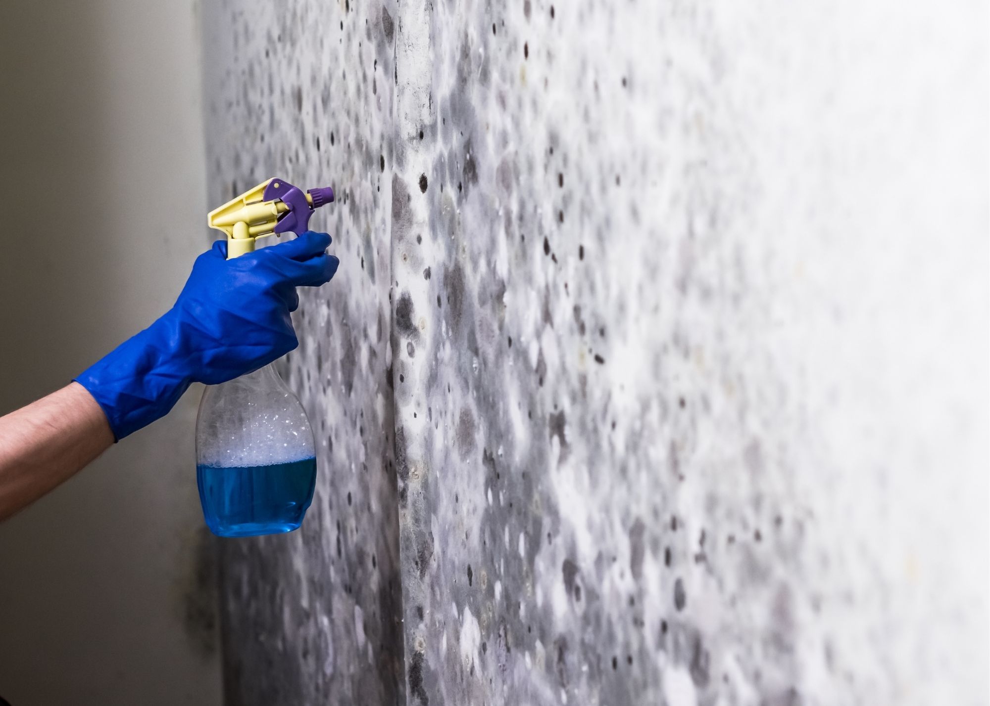 mold removal in Columbus OH