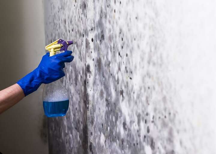 mold removal in Columbus OH