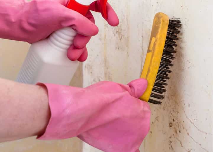 mold inspection Columbus OH